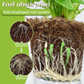 MoonSpry Plant Catalyst Stick, Plant Fruit And Vegetable Pot Flower Bud Flower Hair Root Growth Fertilizer Stick